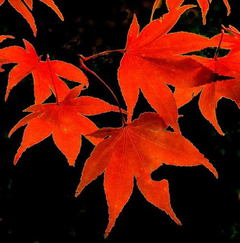 Beautiful red leaves